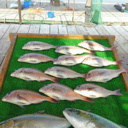海の釣堀 海恵 釣果
