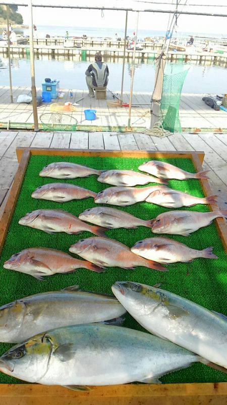 海の釣堀 海恵 釣果