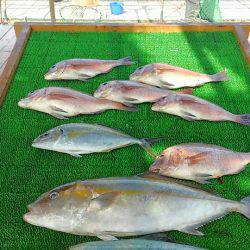海の釣堀 海恵 釣果