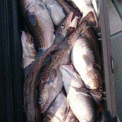 海龍丸（石川） 釣果