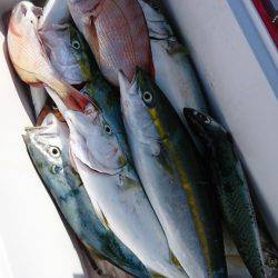 第三共栄丸 釣果