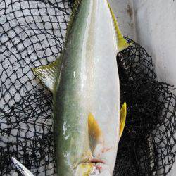 第二龍勢丸 釣果