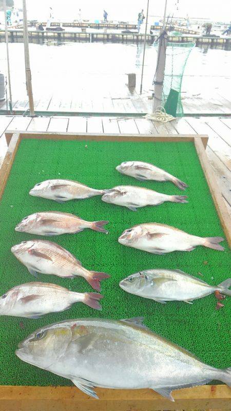 海の釣堀 海恵 釣果