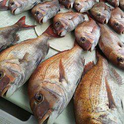 タイラバ遊漁船 ワンピース 釣果