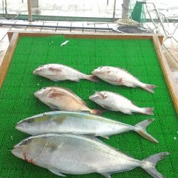 海の釣堀 海恵 釣果