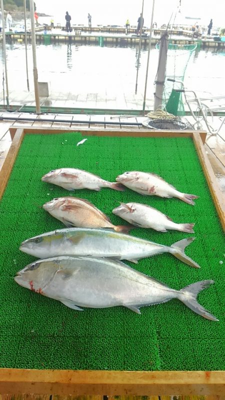 海の釣堀 海恵 釣果