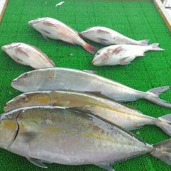海の釣堀 海恵 釣果