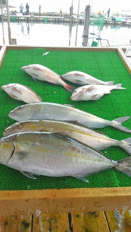 海の釣堀 海恵 釣果