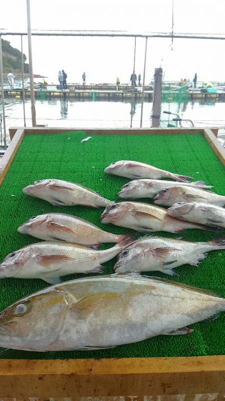 海の釣堀 海恵 釣果