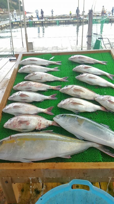 海の釣堀 海恵 釣果