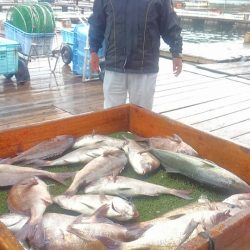 海の釣堀 海恵 釣果