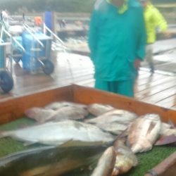 海の釣堀 海恵 釣果