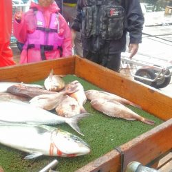 海の釣堀 海恵 釣果