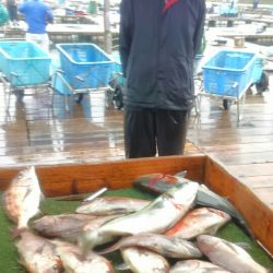 海の釣堀 海恵 釣果