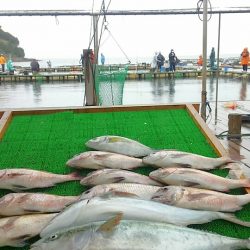 海の釣堀 海恵 釣果