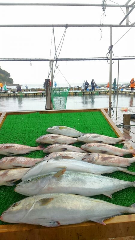 海の釣堀 海恵 釣果