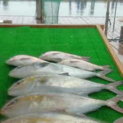海の釣堀 海恵 釣果