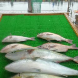 海の釣堀 海恵 釣果