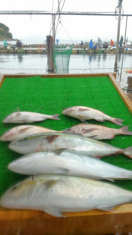 海の釣堀 海恵 釣果