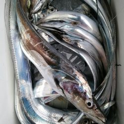 小島丸 釣果