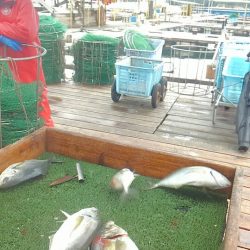 海の釣堀 海恵 釣果