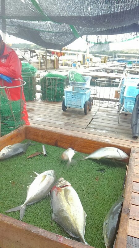 海の釣堀 海恵 釣果