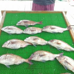 海の釣堀 海恵 釣果