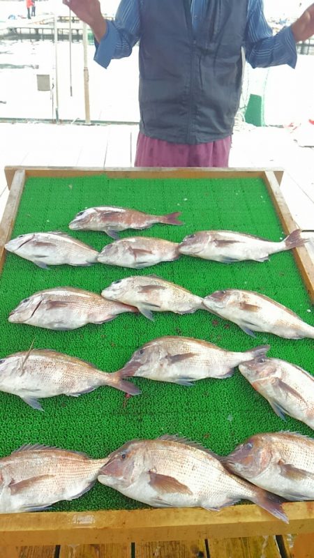 海の釣堀 海恵 釣果