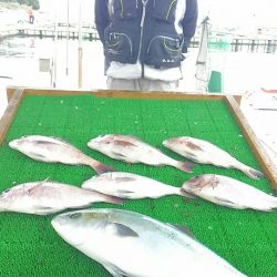 海の釣堀 海恵 釣果