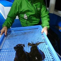 第三共栄丸 釣果