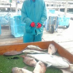 海の釣堀 海恵 釣果
