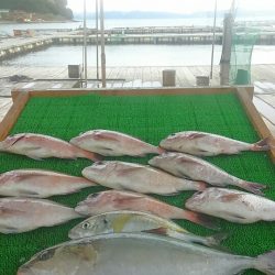 海の釣堀 海恵 釣果