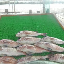 海の釣堀 海恵 釣果