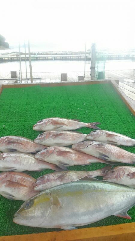 海の釣堀 海恵 釣果