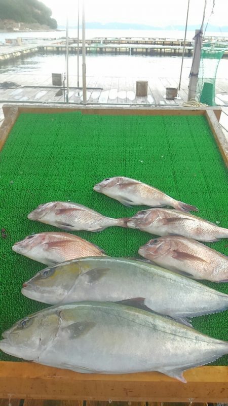 海の釣堀 海恵 釣果