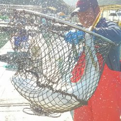 海の釣堀 海恵 釣果