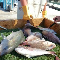 海の釣堀 海恵 釣果