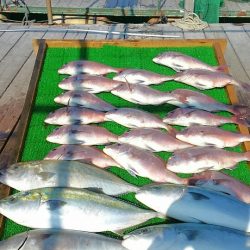 海の釣堀 海恵 釣果