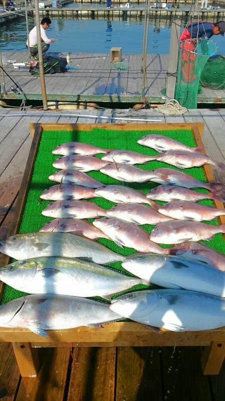 海の釣堀 海恵 釣果