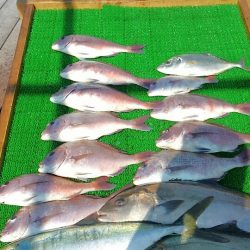 海の釣堀 海恵 釣果