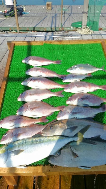 海の釣堀 海恵 釣果