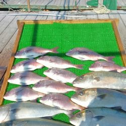 海の釣堀 海恵 釣果