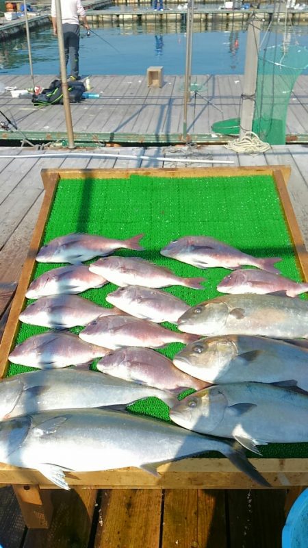 海の釣堀 海恵 釣果