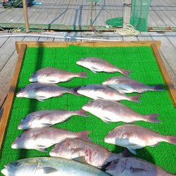 海の釣堀 海恵 釣果