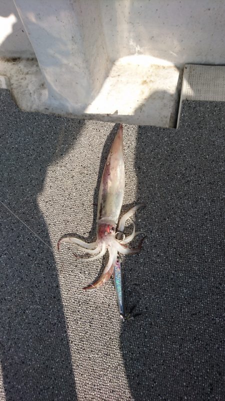 ARCADIAⅡ (アルカディアⅡ) 釣果