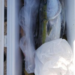 第二龍勢丸 釣果