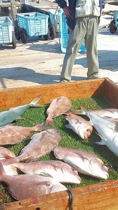 海の釣堀 海恵 釣果