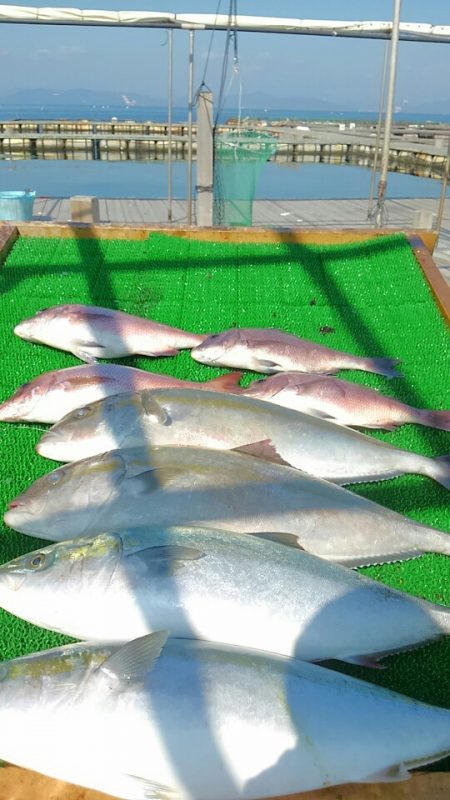 海の釣堀 海恵 釣果