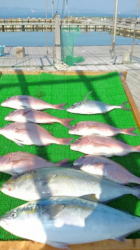 海の釣堀 海恵 釣果