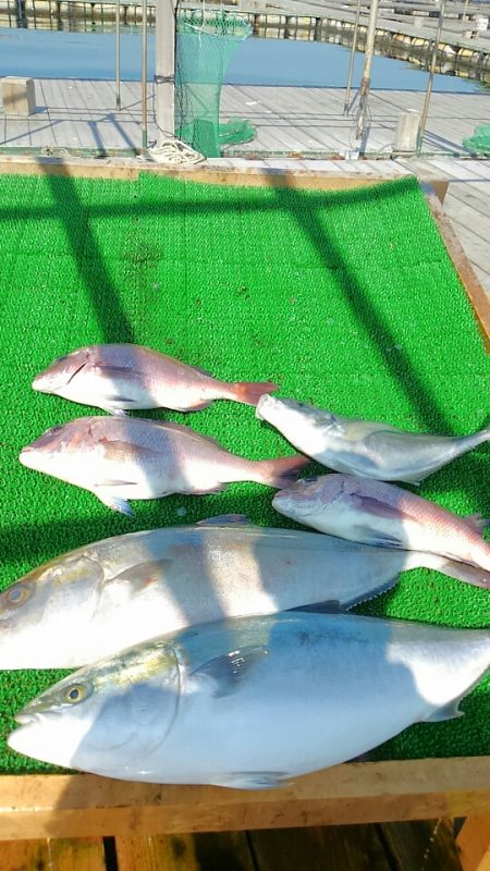 海の釣堀 海恵 釣果